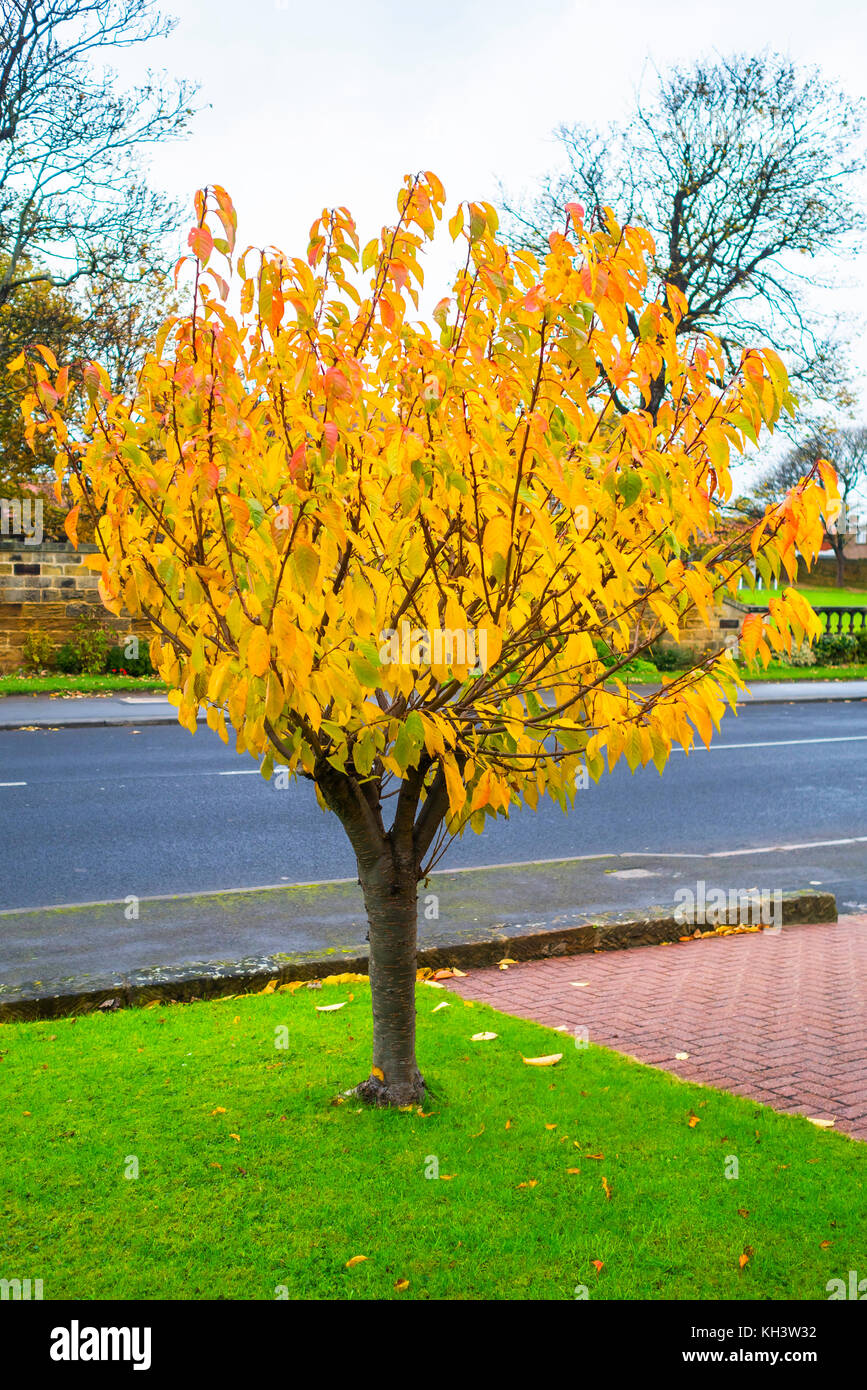 Small Cherry Tree In Autumn Colours In A Garden In North Yorkshire