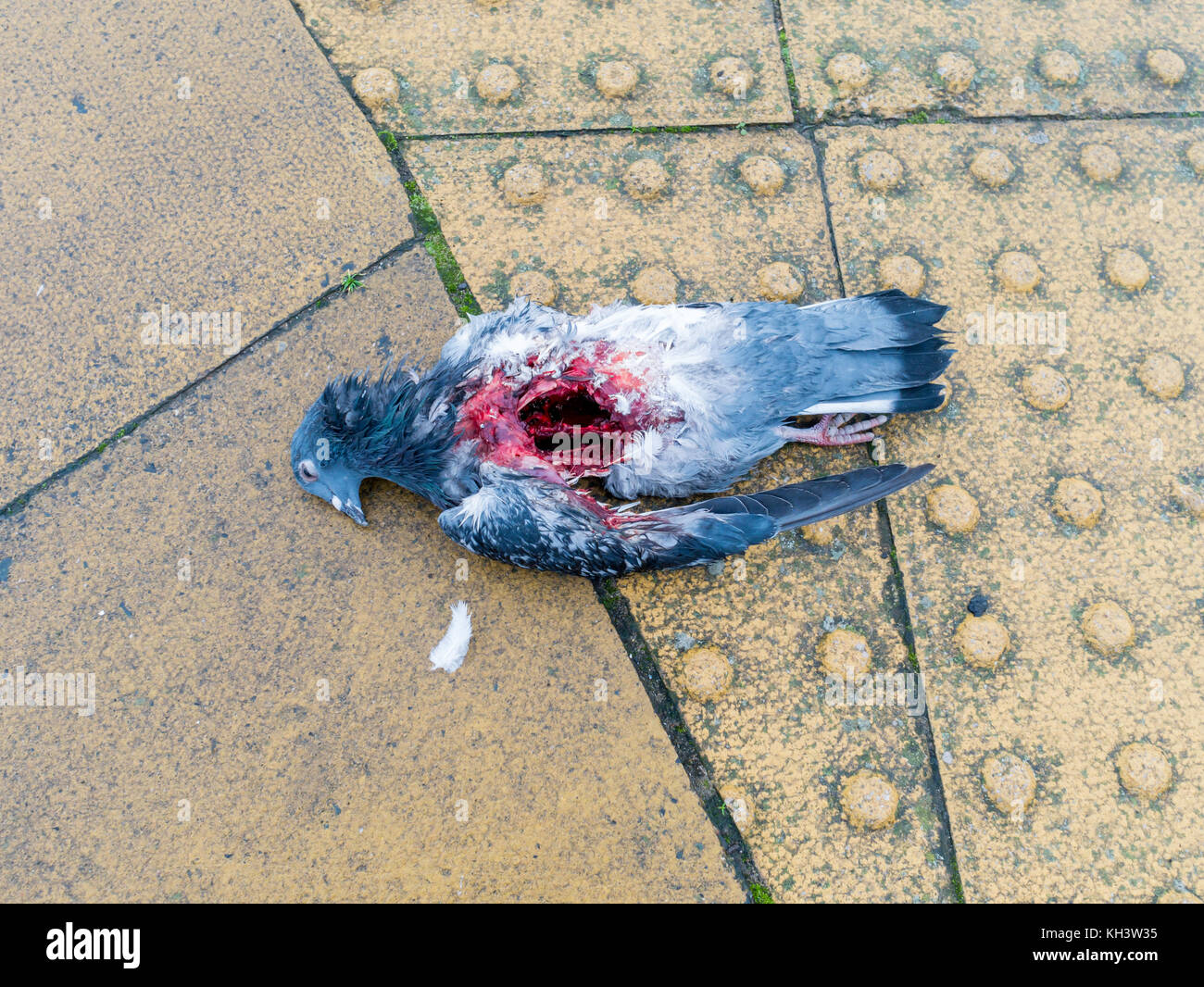 A dead Town Pigeon Columba Livia on a seaside town pavement apparently killed by a predator Stock Photo