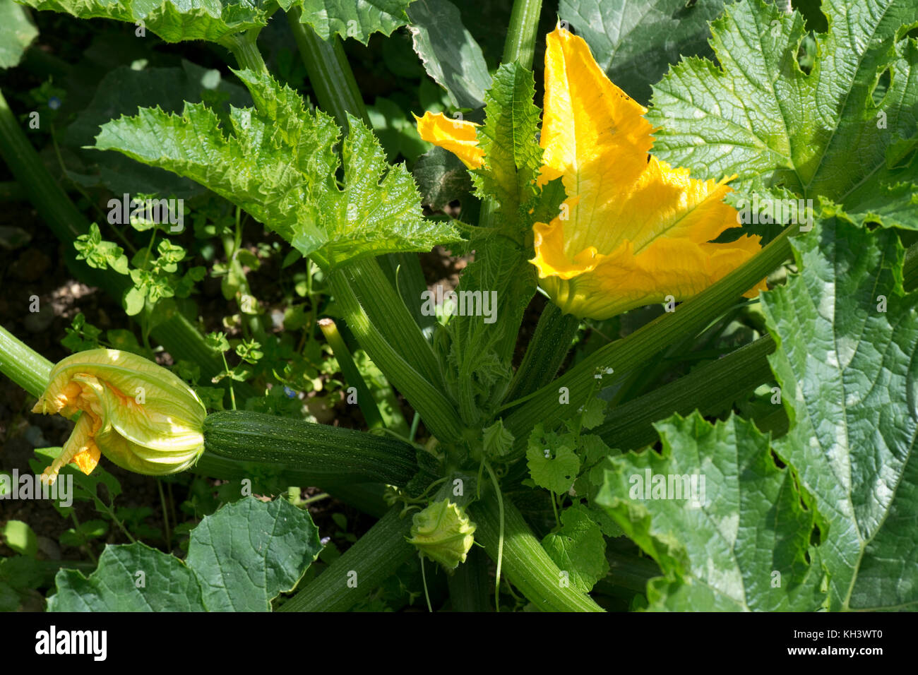 Yellow male and female flowers on a zucchini or courgette plant with young fruit developing under bold cucurbit type dark green leaves Stock Photo