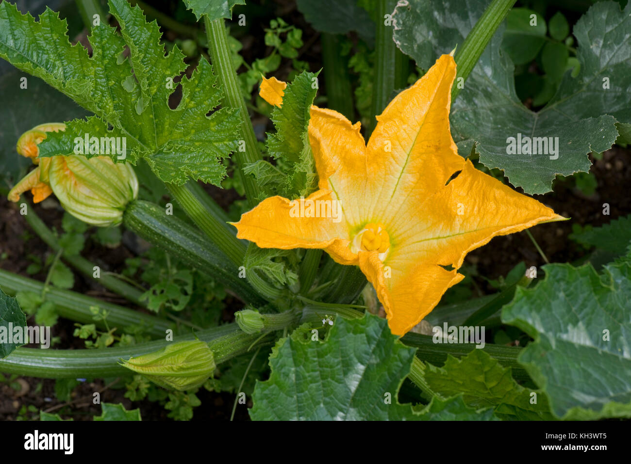 Yellow male and female flowers on a zucchini or courgette plant with young fruit developing under bold cucurbit type dark green leaves Stock Photo