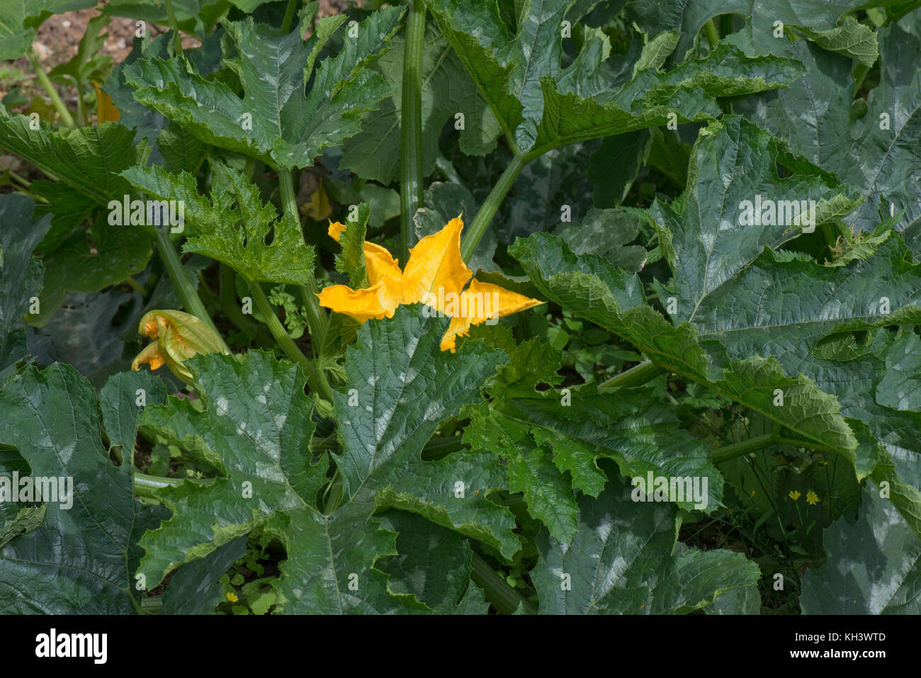 Yellow male and female flowers on a zucchini or courgette plant with young fruit developing under bold cucurbit type dark green leaves Stock Photo