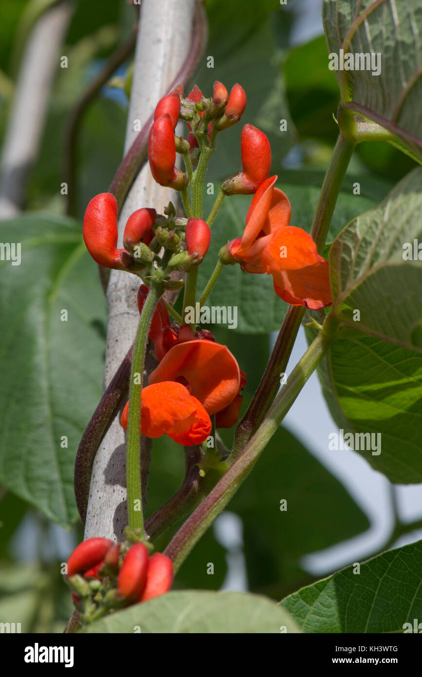 Bright scarlet red flowers of runner beans with dark green leaves on legume plants growing up bamboo canes Stock Photo