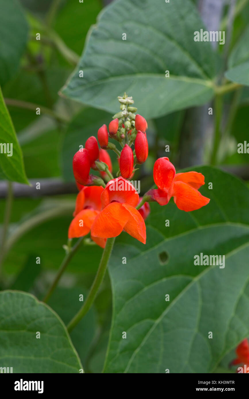 Bright scarlet red flowers of runner beans with dark green leaves on legume plants growing up bamboo canes Stock Photo