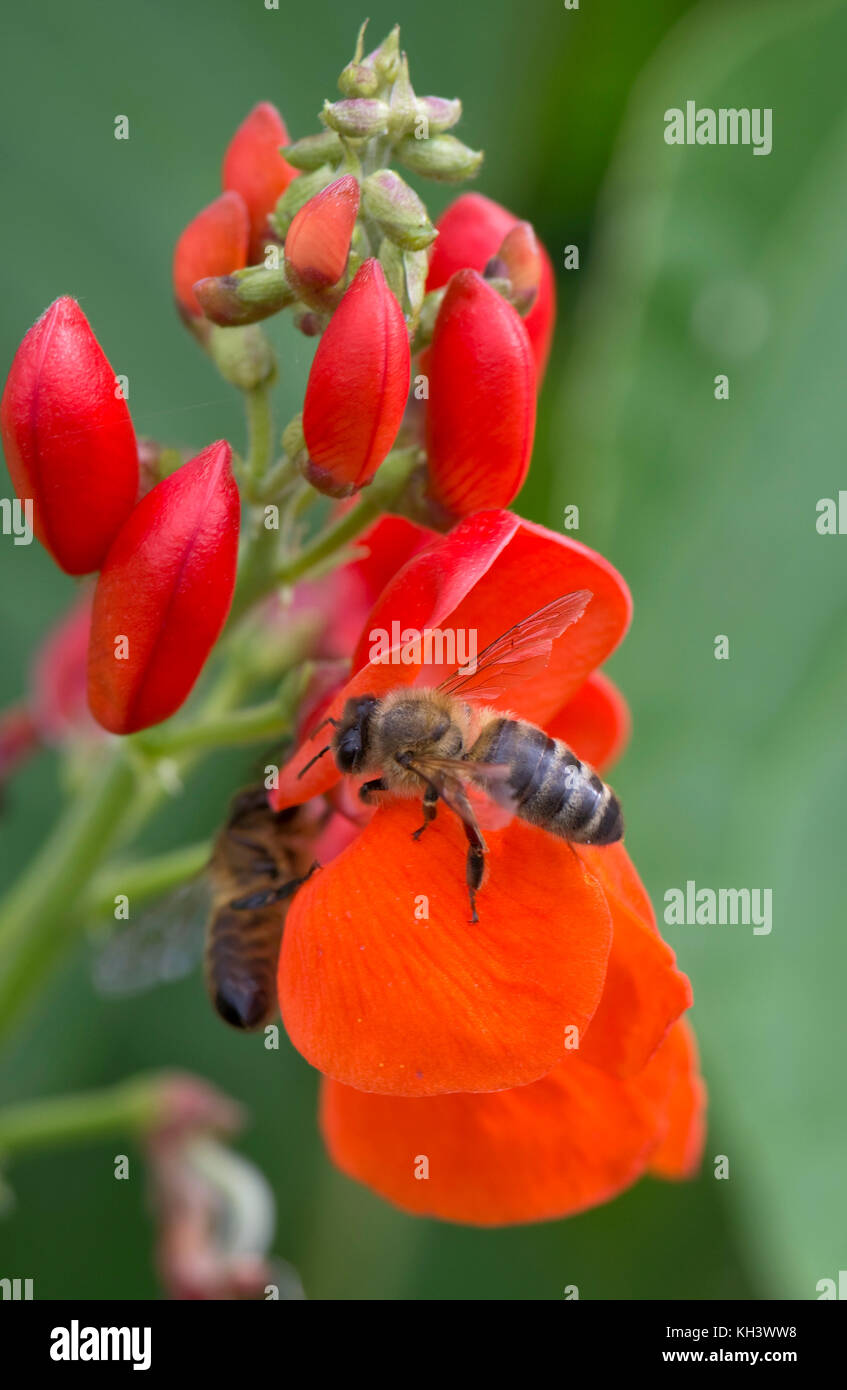 Honey bee, Apis mellifera, foraging on bright red flowers of runner beans, Berkshire, August Stock Photo