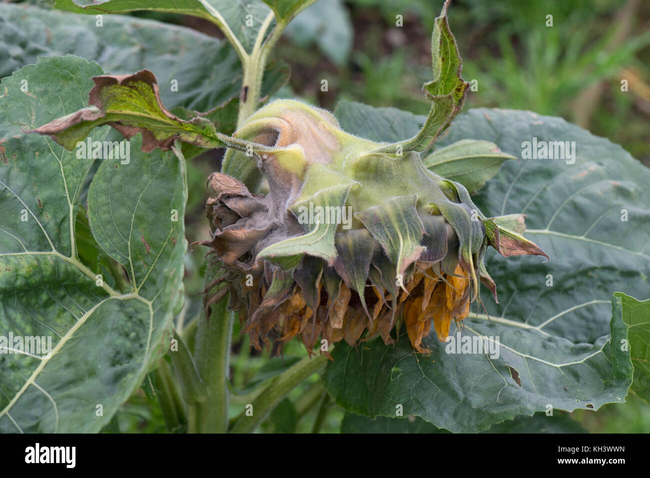 Grey mould, Botrytis cinerea, on a large sunflower flower as it begins to go to seed Stock Photo