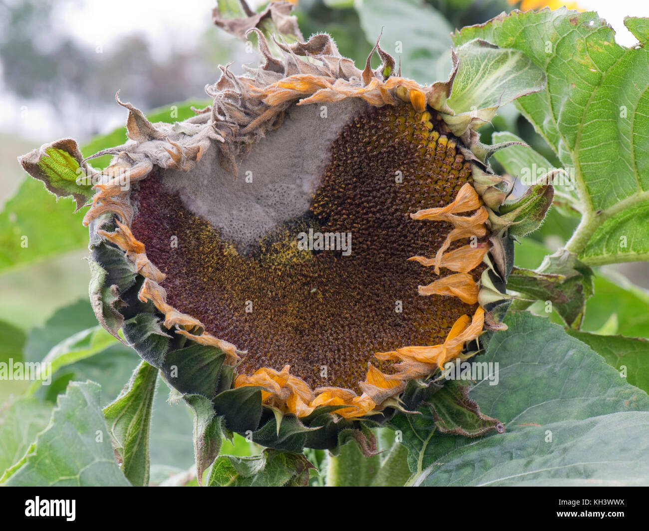 Grey mould, Botrytis cinerea, on a large sunflower flower as it begins to go to seed Stock Photo