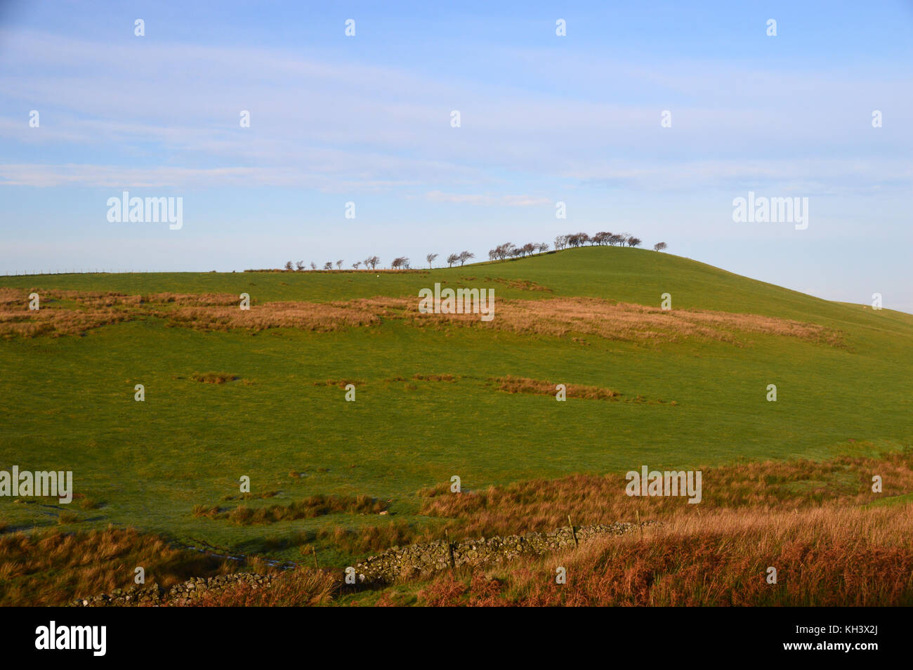 A Tree Lined Hill Top at Above Lowthwaite near the Northern Wainwright  Longlands Fell in the Lake District National Park, Cumbria, UK. Stock Photo