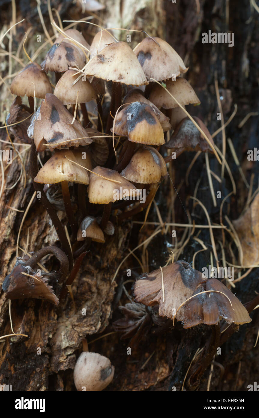 Mycena sp mushrooms on an old stump, closeup Stock Photo Alamy