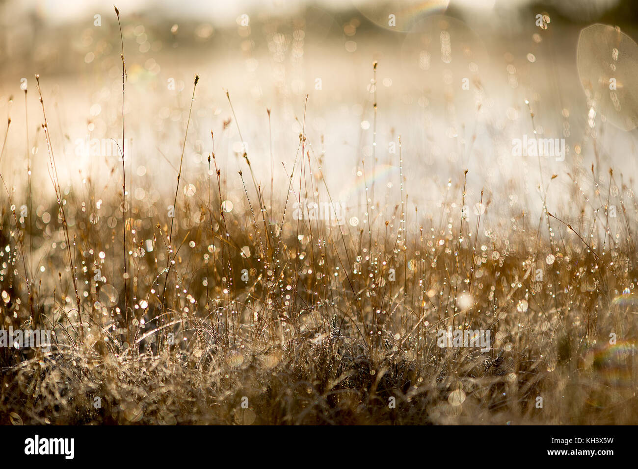 Artwork macro nature Stock Photo - Alamy