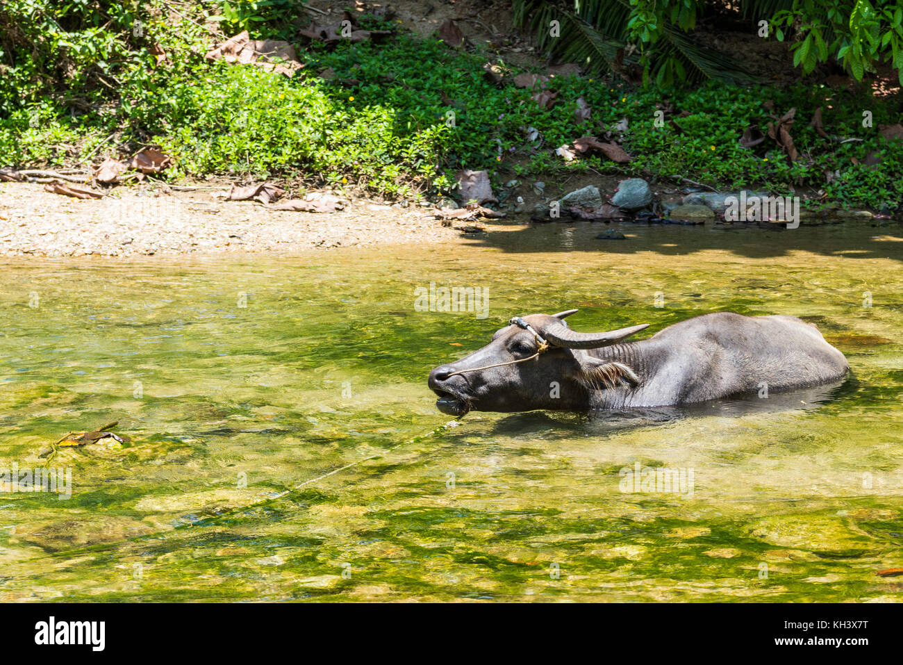 domestic water buffalo in Mindoro, Philippines Stock Photo Alamy