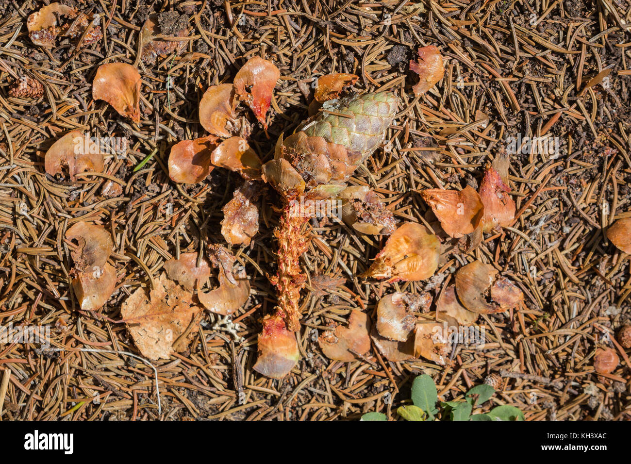 Animal tracks: Half eaten pinecone, eaten bij a European Red Squirrel, Sciurus vulgaris. Stock Photo
