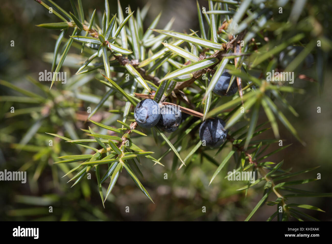 A Common Juniper, Juniperus communis, with ripe berries. Stock Photo