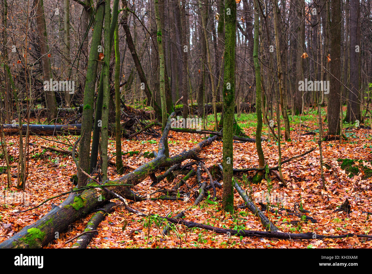 The autumn wood with the tumbled-down rotten trees. Cloudy day of November, wet fallen leaves and a green moss on trees Stock Photo