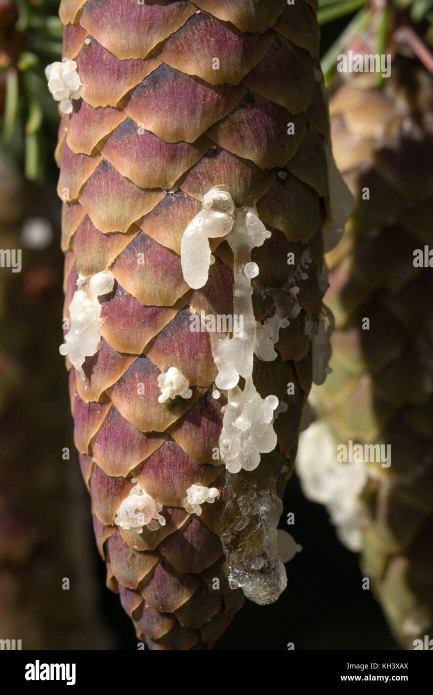 Pine Tree Seeds High Resolution Stock Photography And Images Alamy