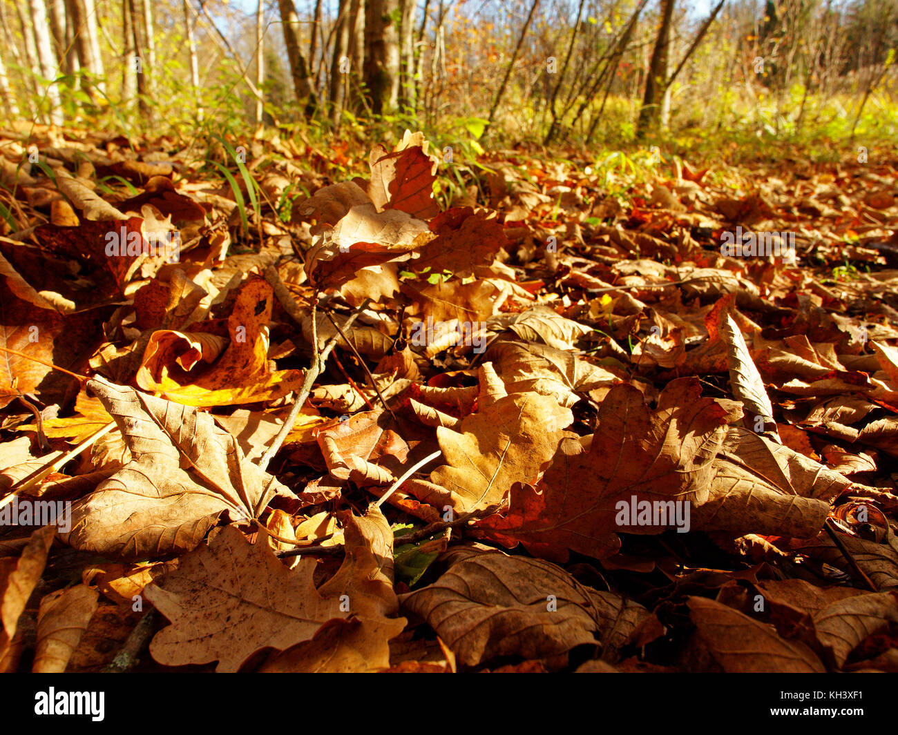 Autumn Forest Floor Stock Photo Alamy