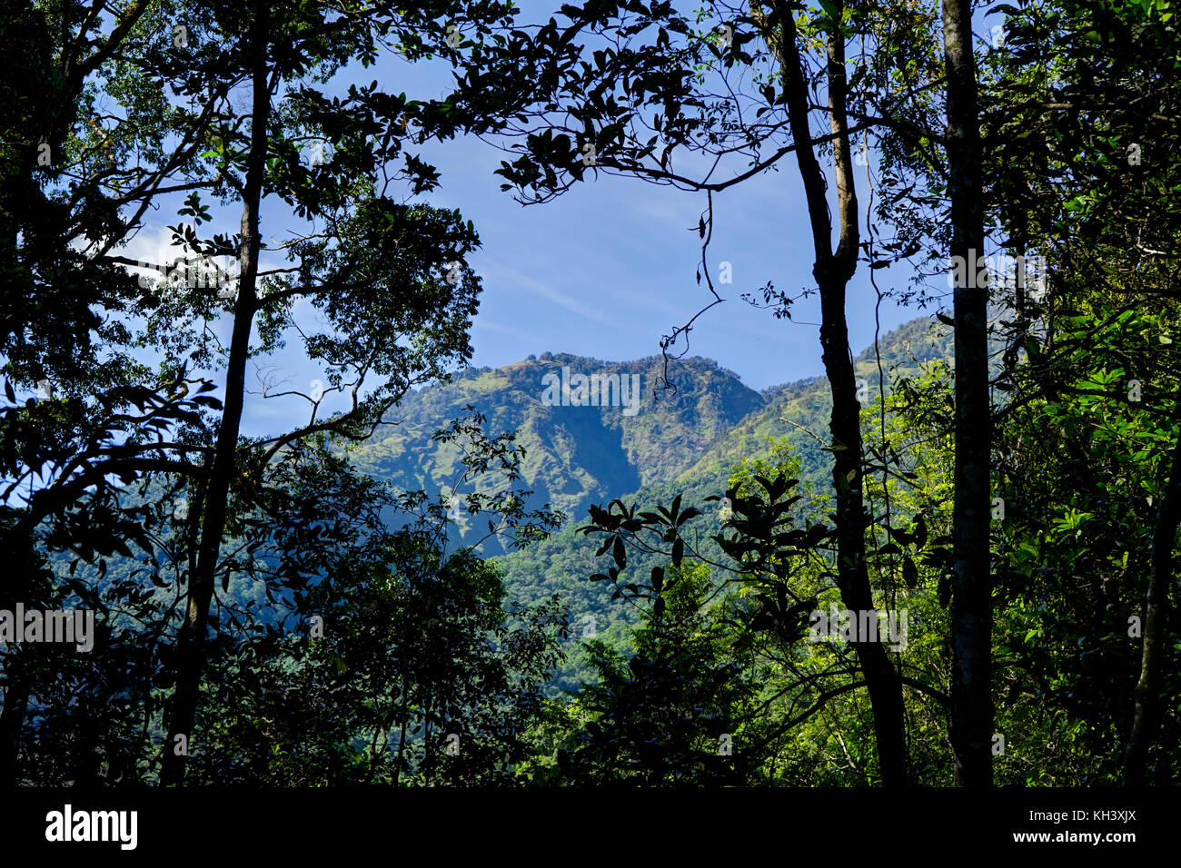 View towards mountain through trees Mount Rinjani Indonesia Stock Photo