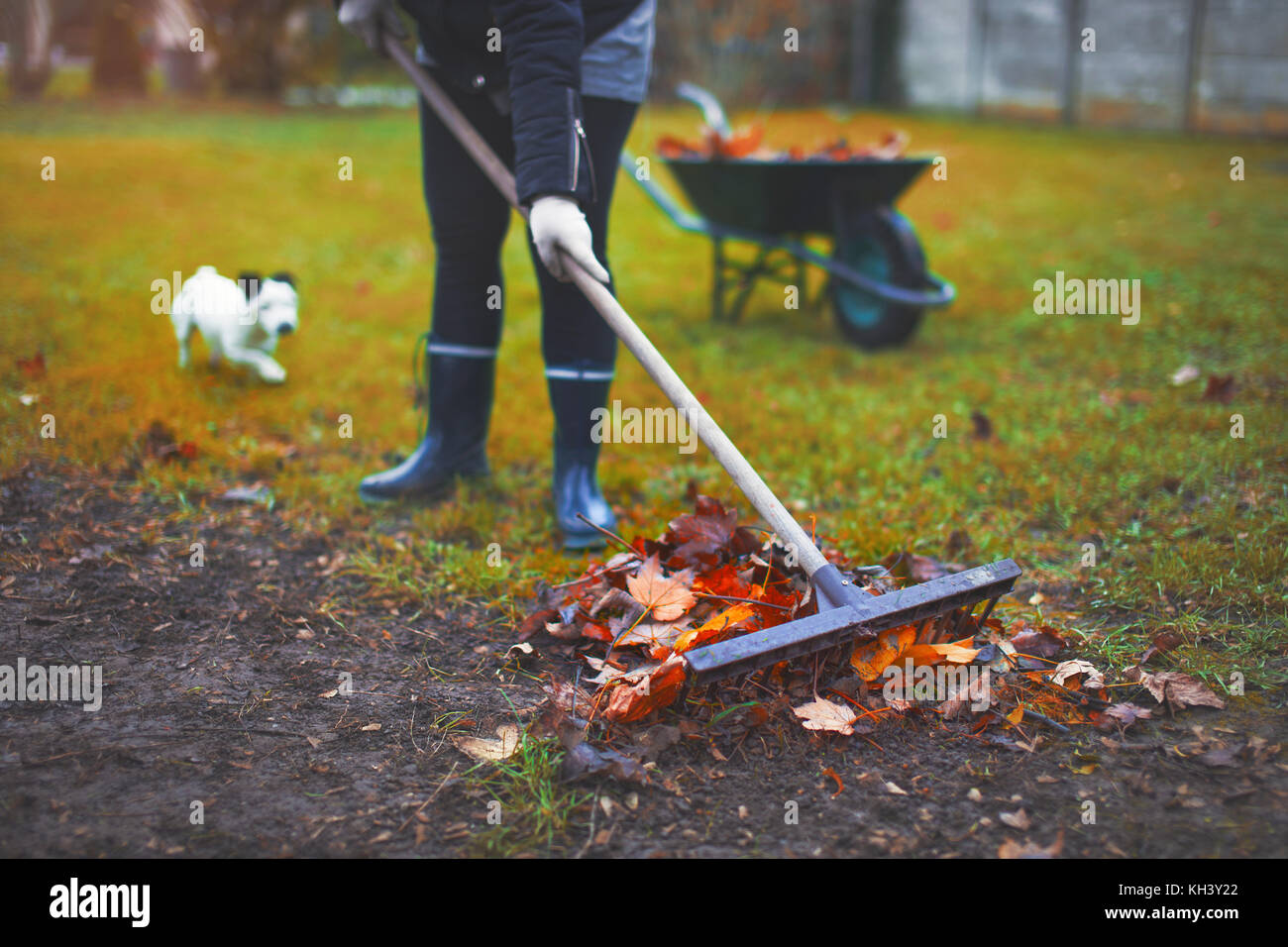 Woman raking leaves, working in garden at autumn, outdoors Stock Photo