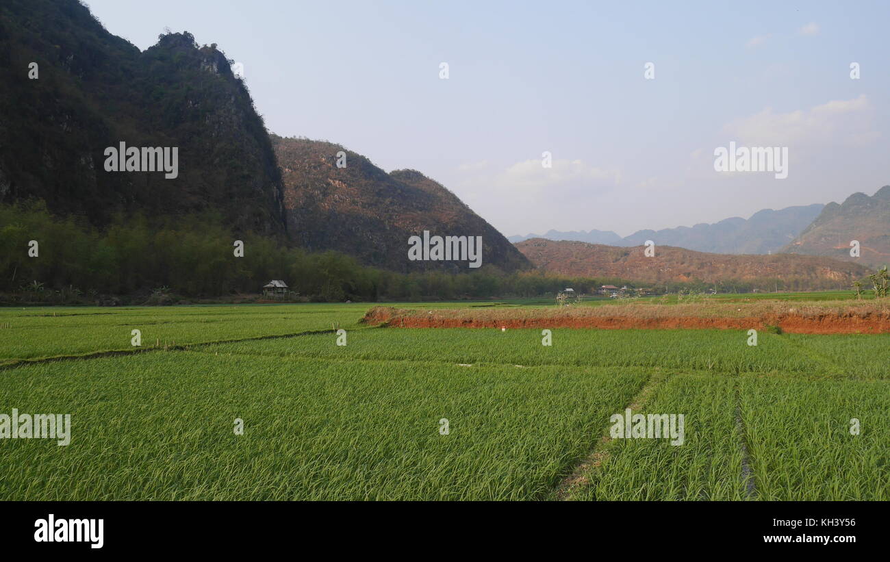 Paisajes de Vietnam: Campos de arroz: típica postal de Vietnam y uno de sus principales alimentos Stock Photo