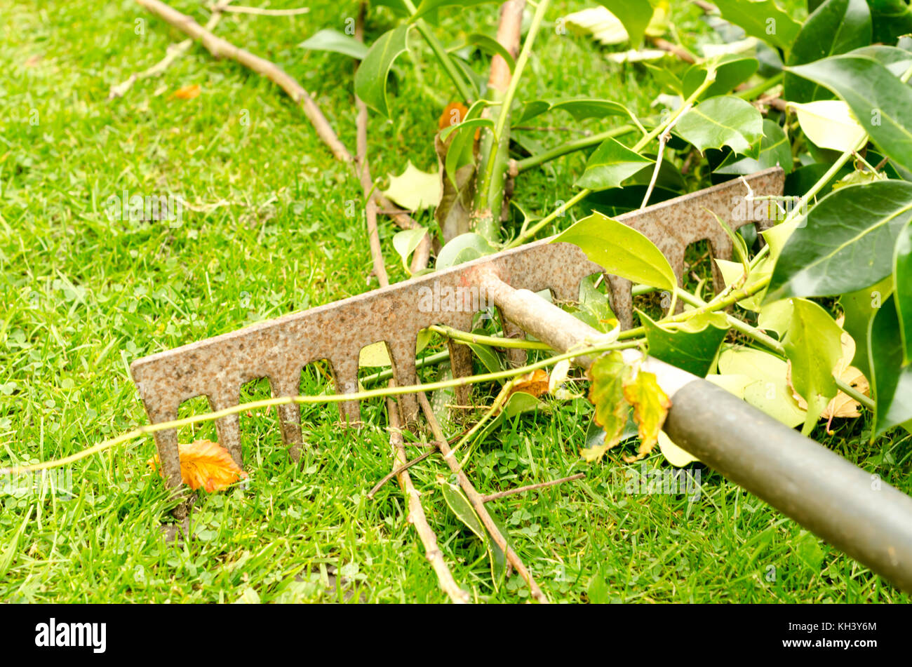 A Garden Rake Cleaning a Lawn of Tree Cuttings Stock Photo Alamy
