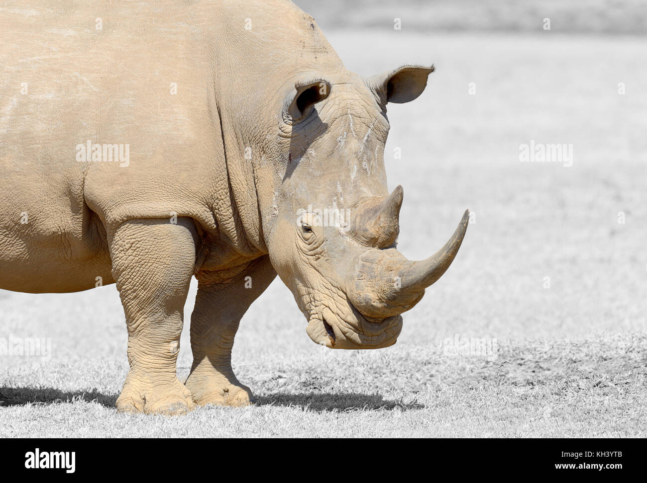 African white rhino, National park of Kenya. Black and white photography with color rhino Stock Photo