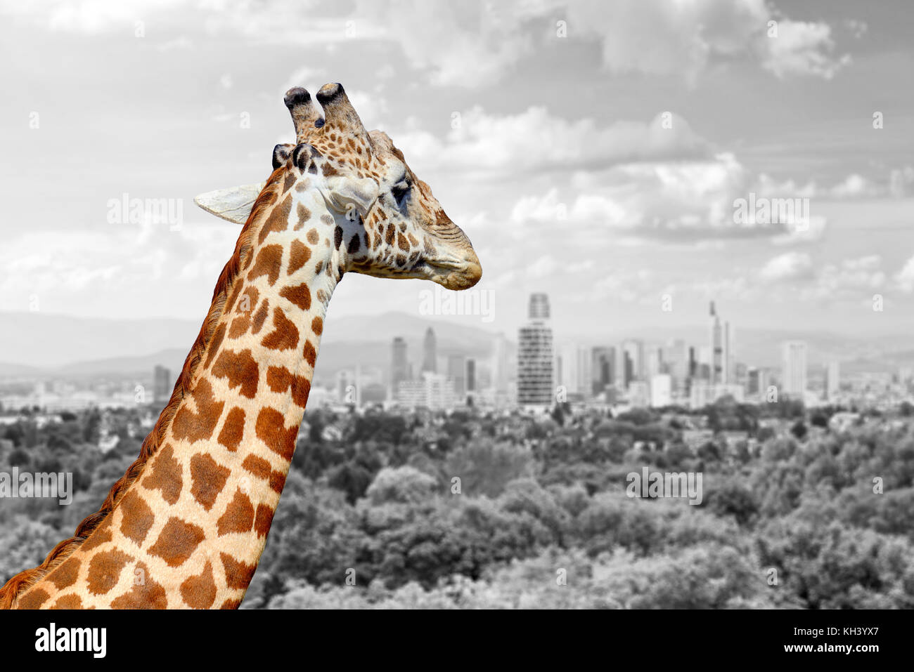 Panoramic View From A Lonely Giraffe With The City Of On The Stock Photo Alamy