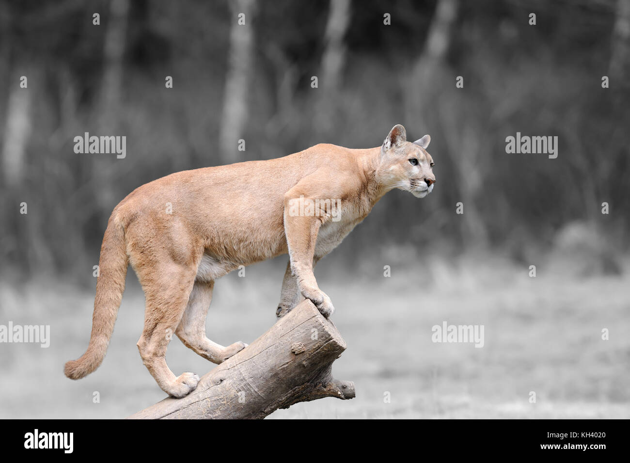 Mountain lion eye color hi-res stock photography and images - Alamy