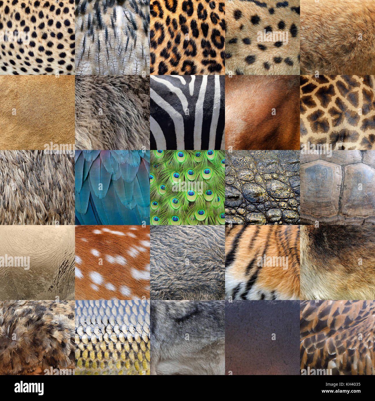 Collection of 25 real wild animals skin furs Stock Photo