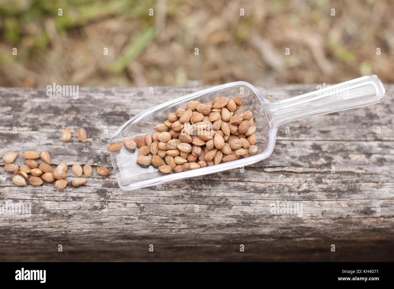 Mahlab seed kernels in transparent spoon over wood trunk with green grass on the background Stock Photo