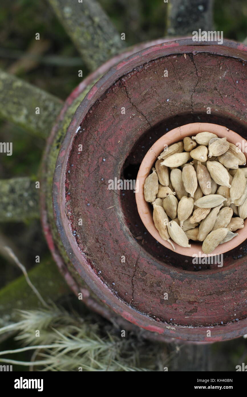 Green cardamom pods in clay bowl over rustic wheel Stock Photo