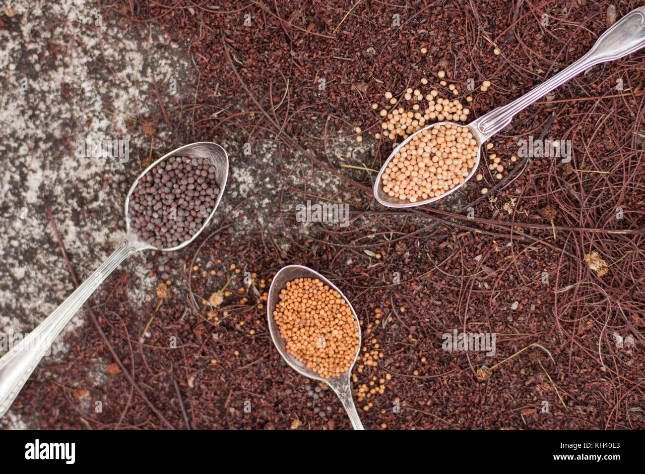 Three diffent colors of mustard seeds in silver spoons over rustic brown background Stock Photo