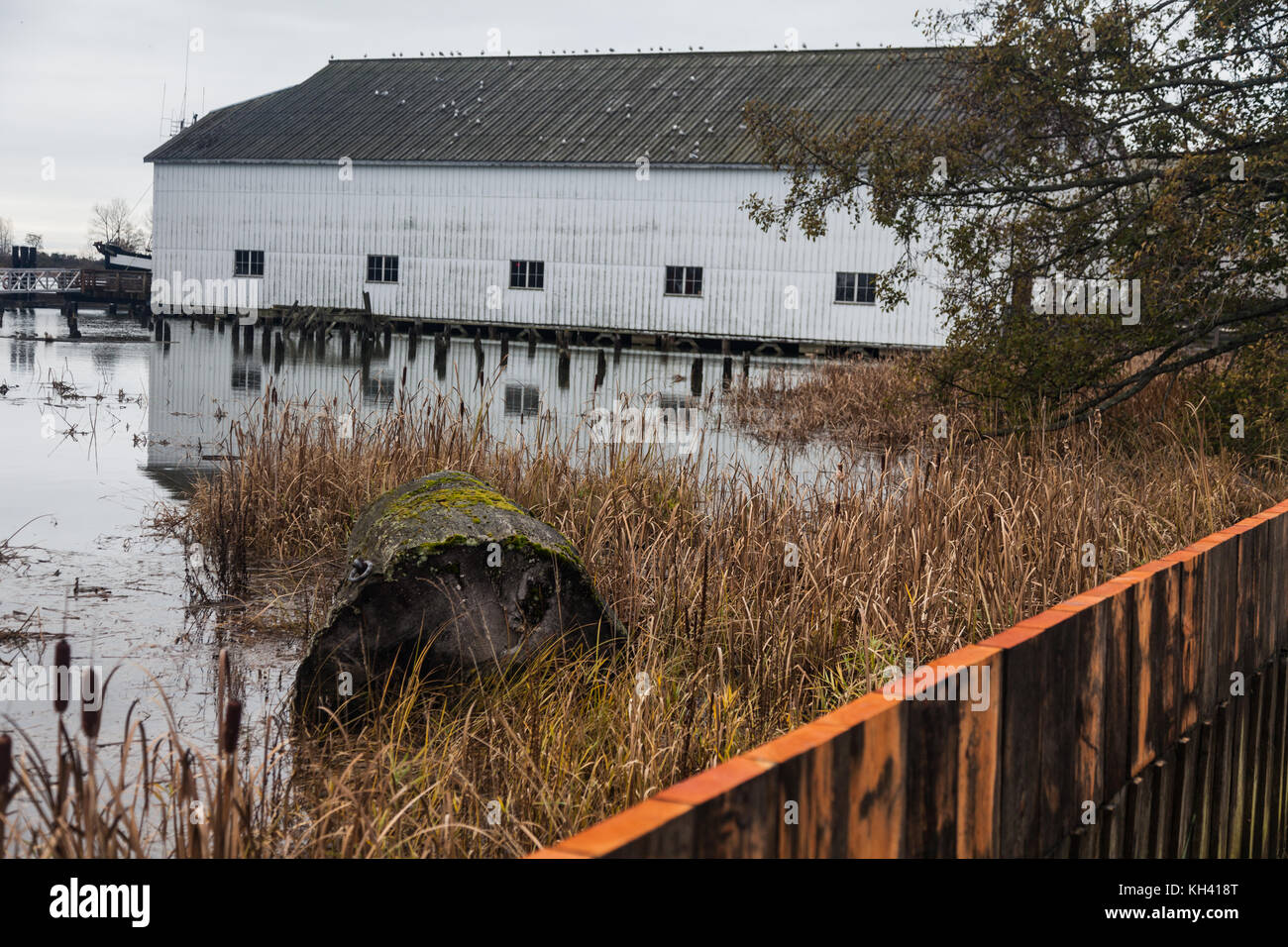 Extremely high tide on the Fraser River at the Britannia Boat Yard