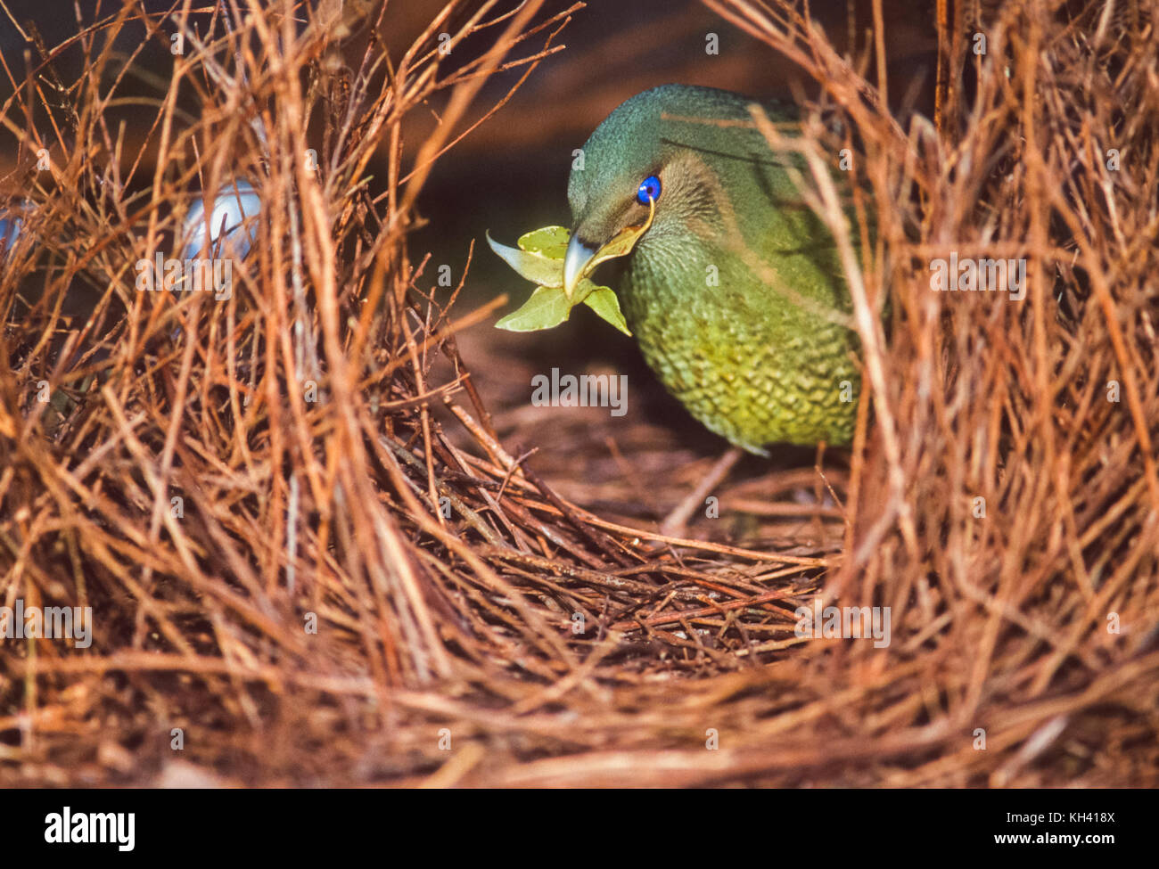 Satin bowerbird (Ptilonorhynchus violaceus), male juvenile, at bower, Lamington National Park Queensland, Australia Stock Photo