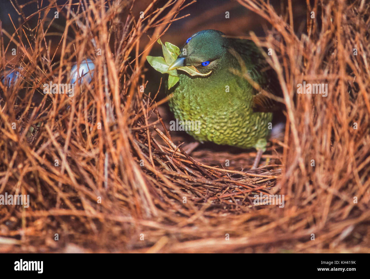 Satin bowerbird (Ptilonorhynchus violaceus), male juvenile, at bower, Lamington National Park Queensland, Australia Stock Photo