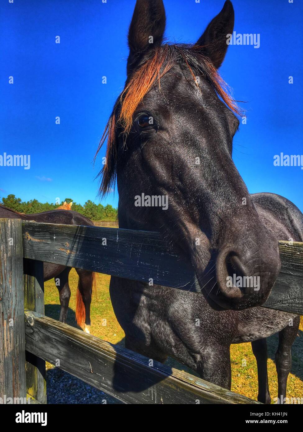 Close up with a beautiful black horse Stock Photo Alamy