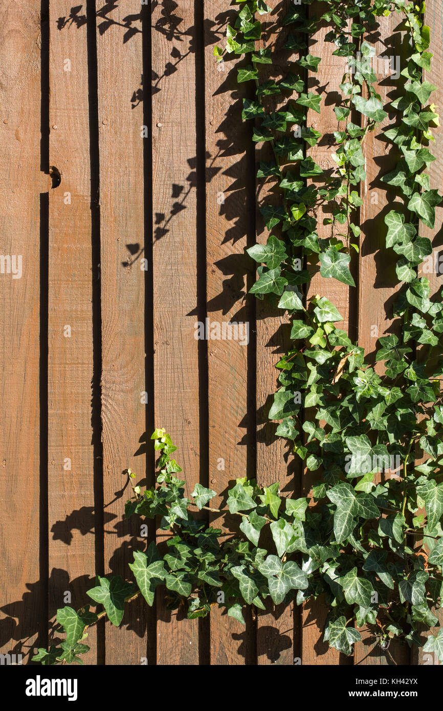 climbing plant on timber wall Stock Photo