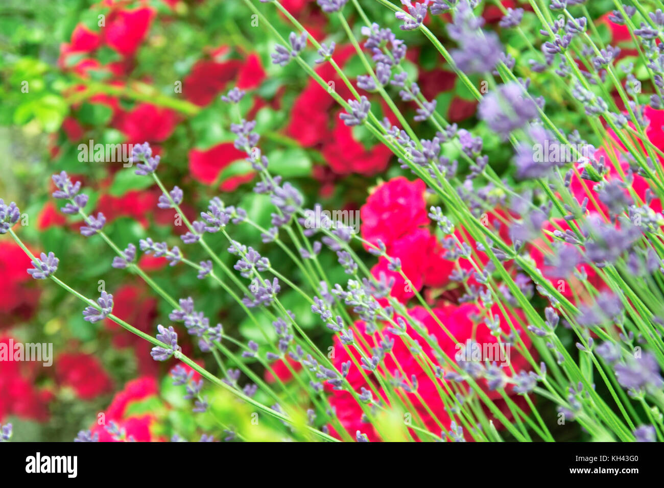 Roses and Lavender Planting Bed Garden Stock Photo Alamy