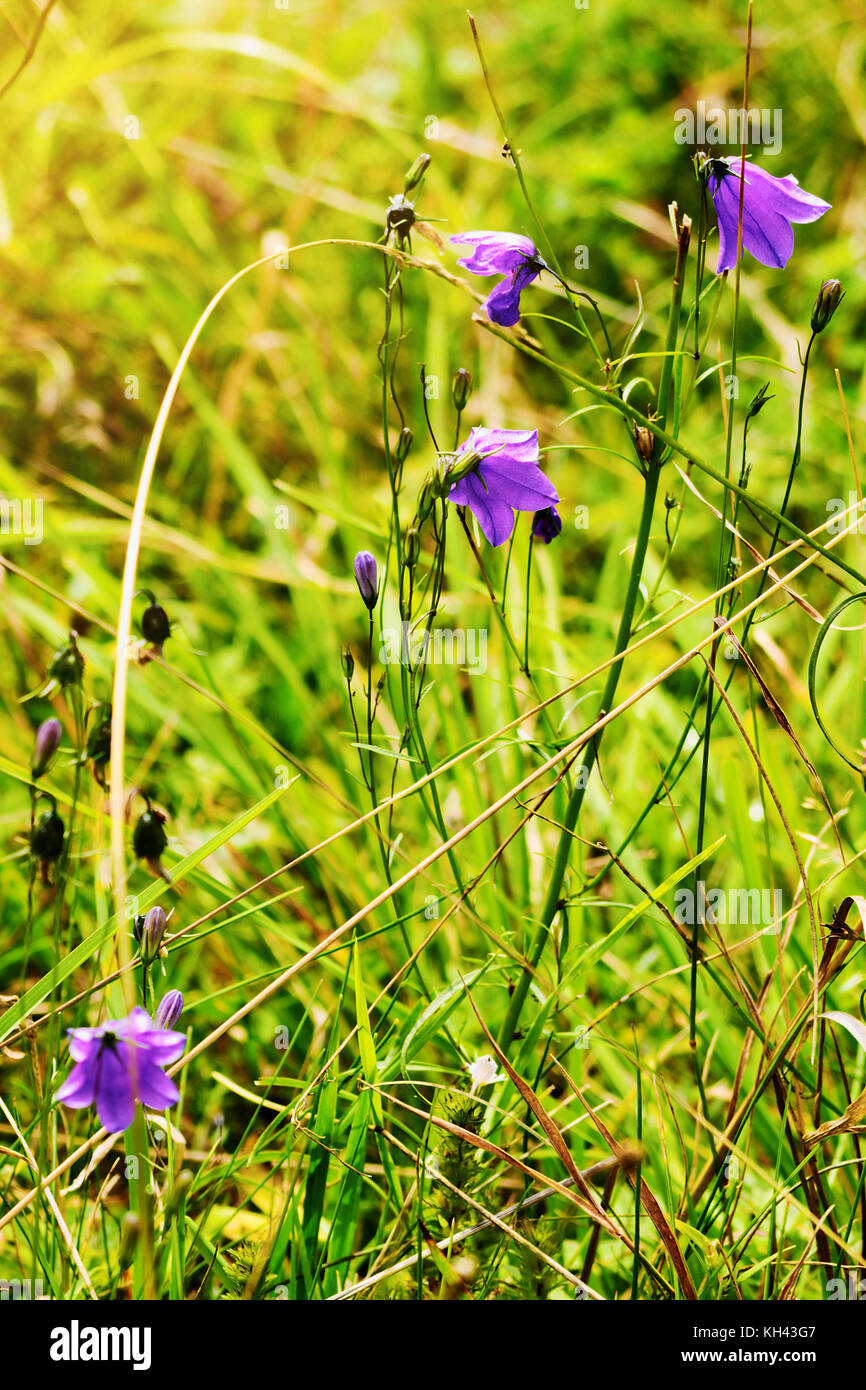 Violet harebell Campanula rotundifolia flowers growing on green romantic sunny meadow. Wildflowers in blossom on summer grassland. Sudetes, Poland. Stock Photo