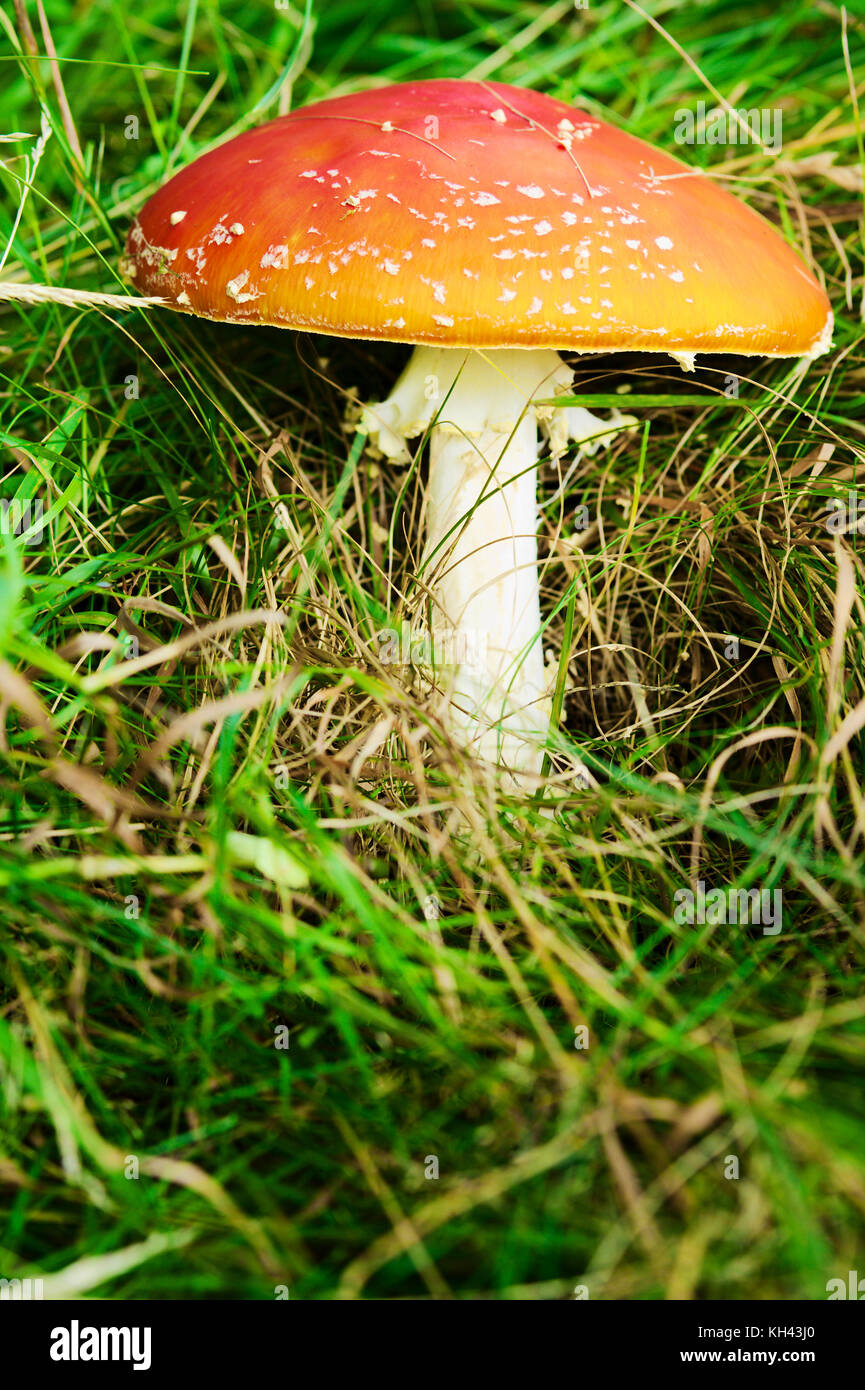 Amanita muscaria, commonly known as fly agaric or fly amanita. Toadstool or flybane, close up of red poisonous mushroom growing in green grass. Poland Stock Photo