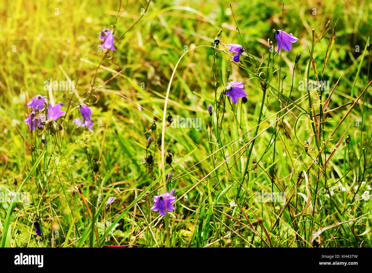 Violet harebell Campanula rotundifolia flowers growing on green romantic sunny meadow. Wildflowers in blossom on summer grassland. Sudetes, Poland. Stock Photo