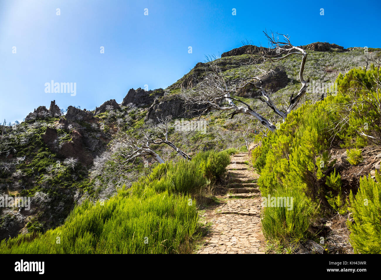 White trees damaged by fire along the hiking route from Pico do Arieiro to Pico Ruivo, Madeira, Portugal Stock Photo