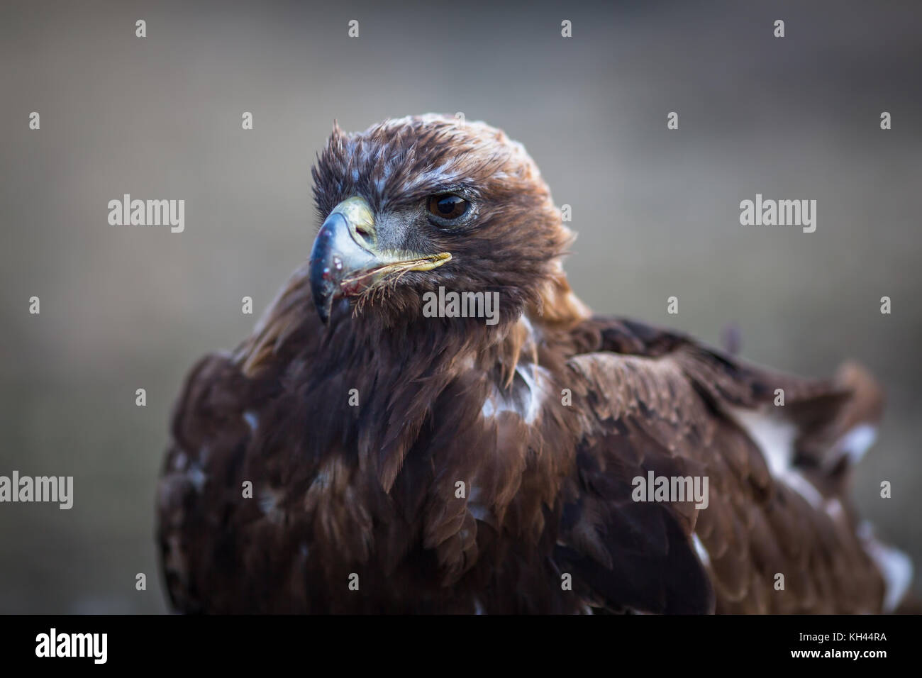 Young golden eagle hires stock photography and images Alamy