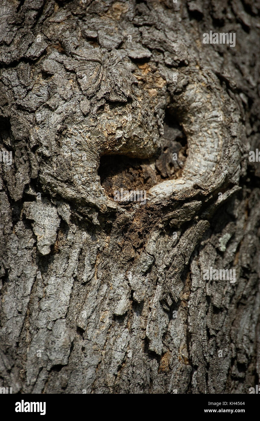 Tree knot hires stock photography and images Alamy
