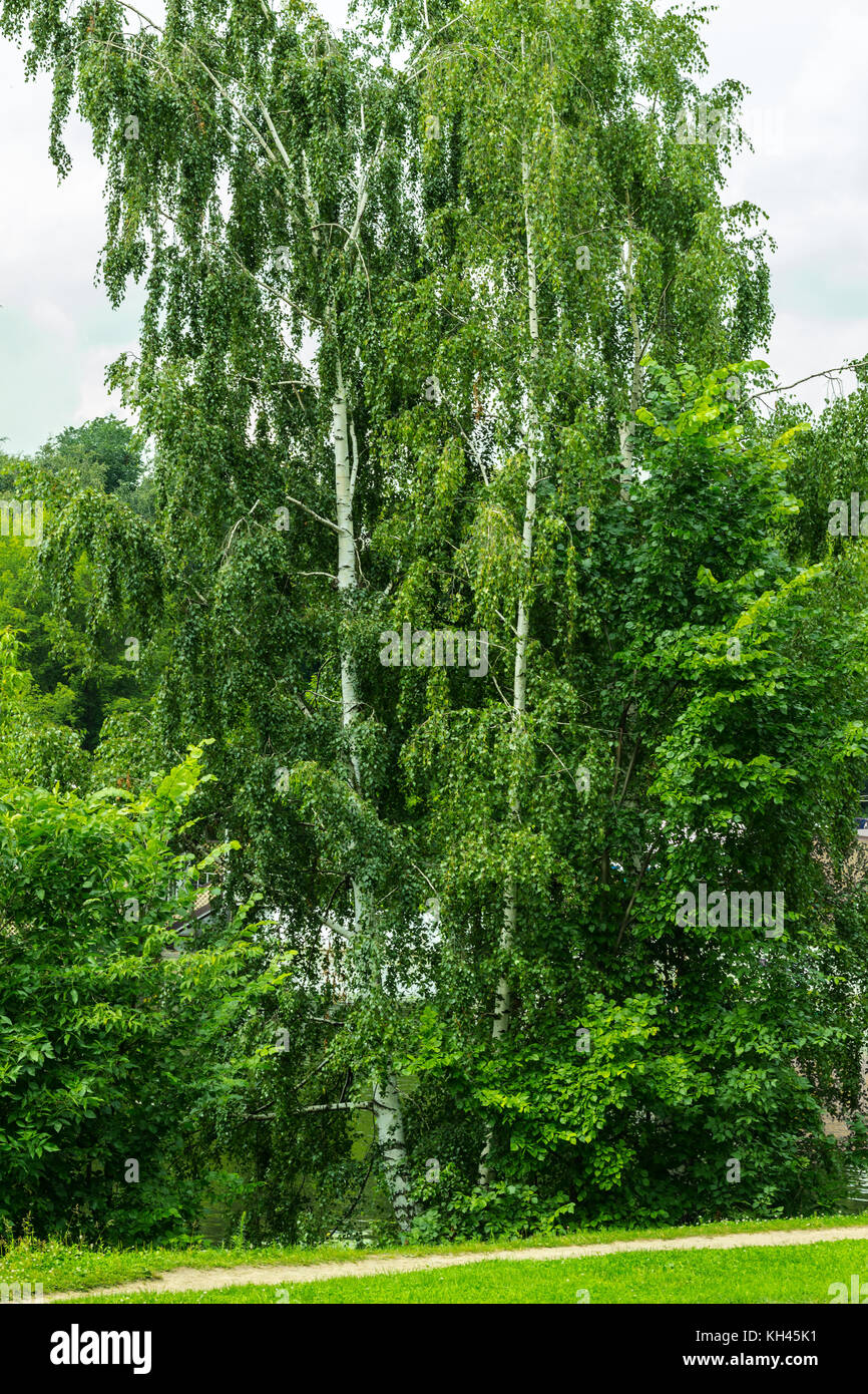 Old high birch tree hi-res stock photography and images - Alamy
