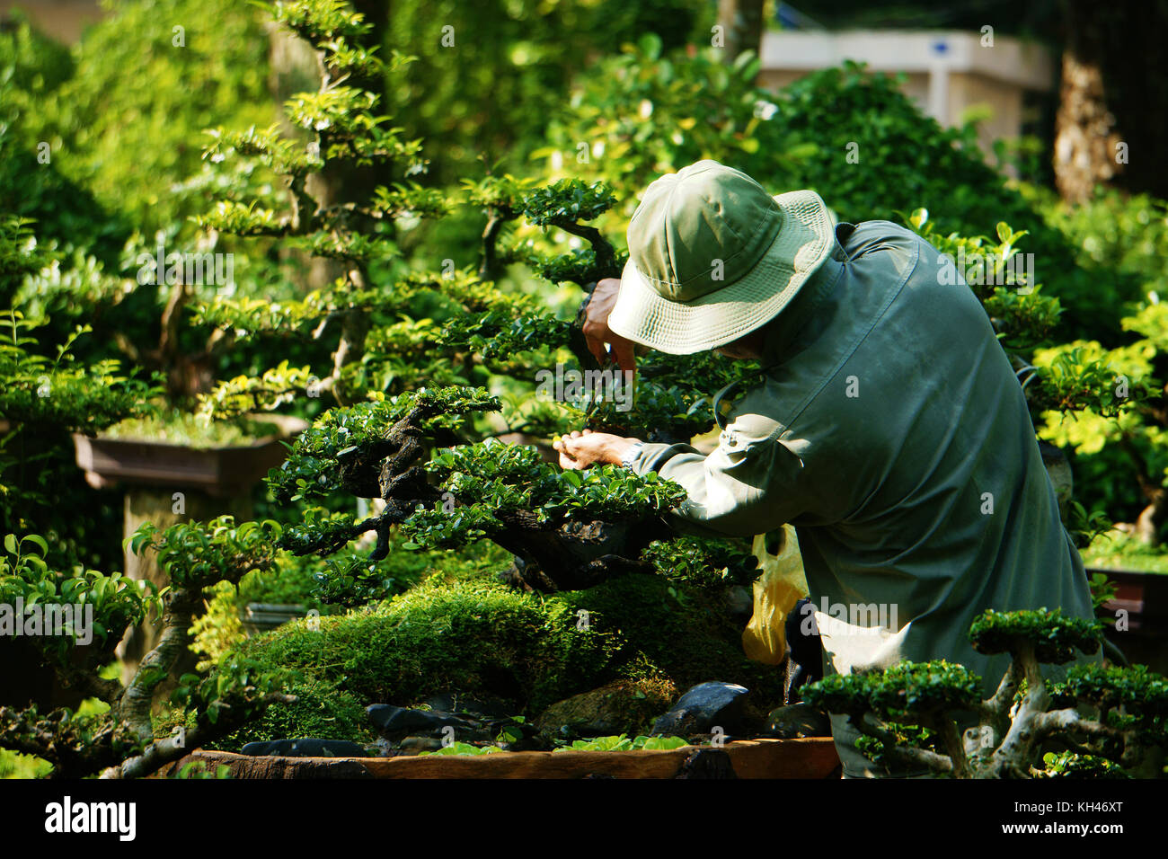 Tree care worker work on day at park of Ho Chi Minh city, Viet Nam, Asian man cutting bonsai tree Stock Photo