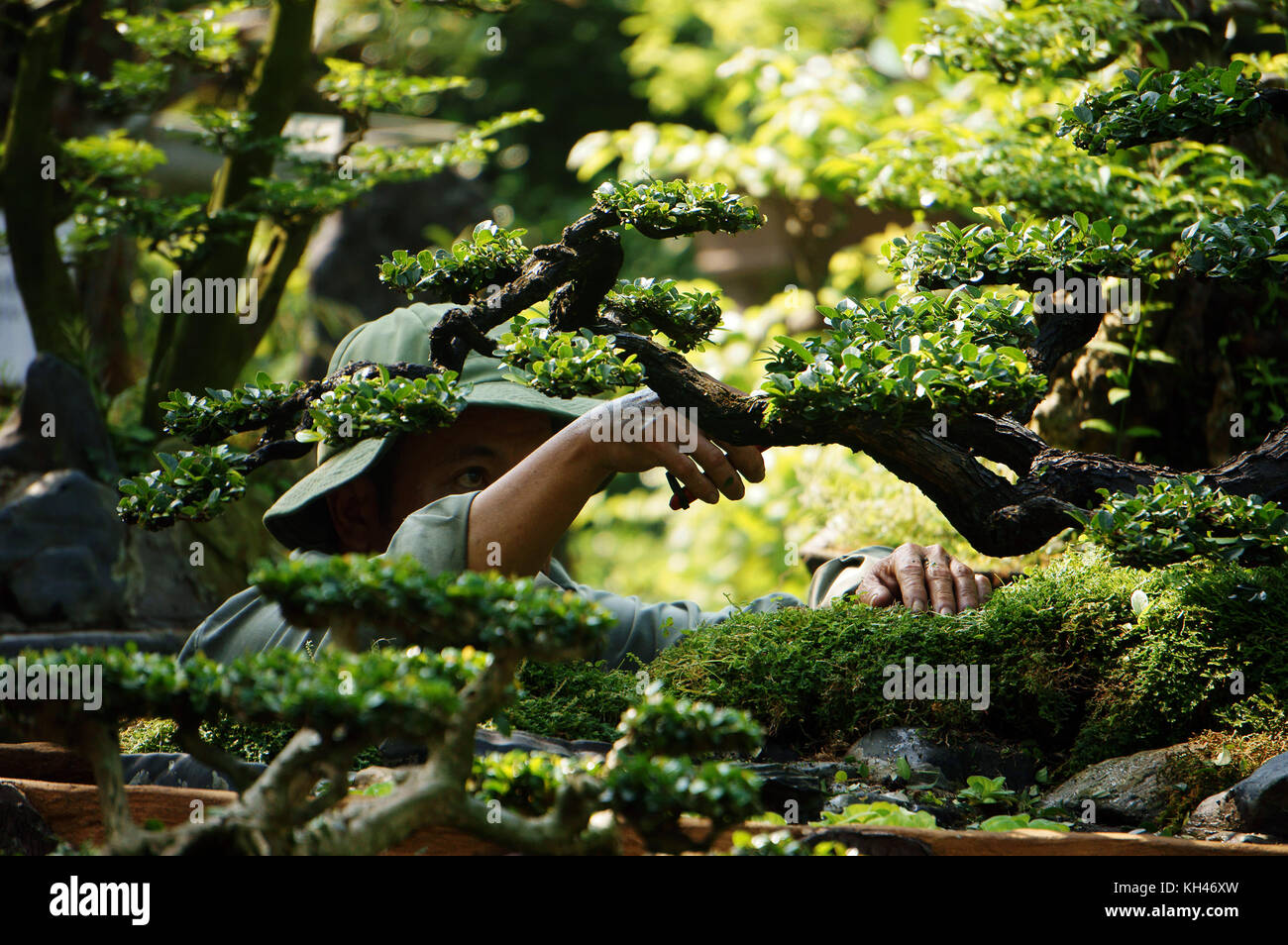 Tree care worker work on day at park of Ho Chi Minh city, Viet Nam, Asian man cutting bonsai tree Stock Photo