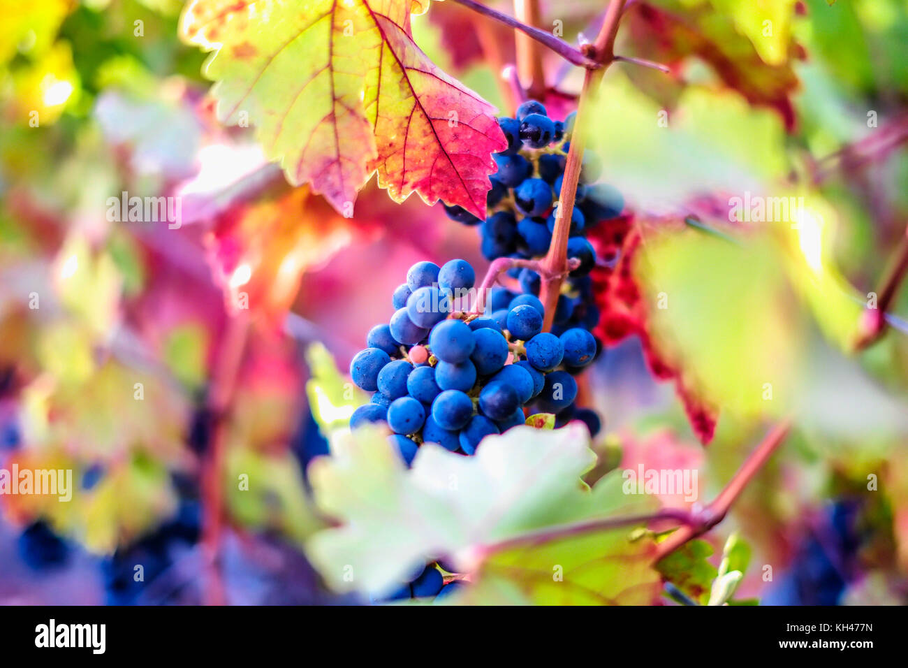 Close Up View of Red Grapes in a Vineyard, Napa Valley, California Stock Photo