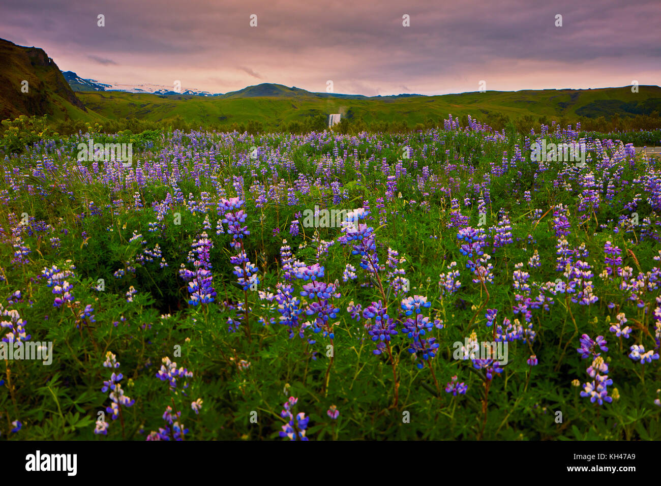 Iceland Flowers Stock Photos & Iceland Flowers Stock Images Alamy