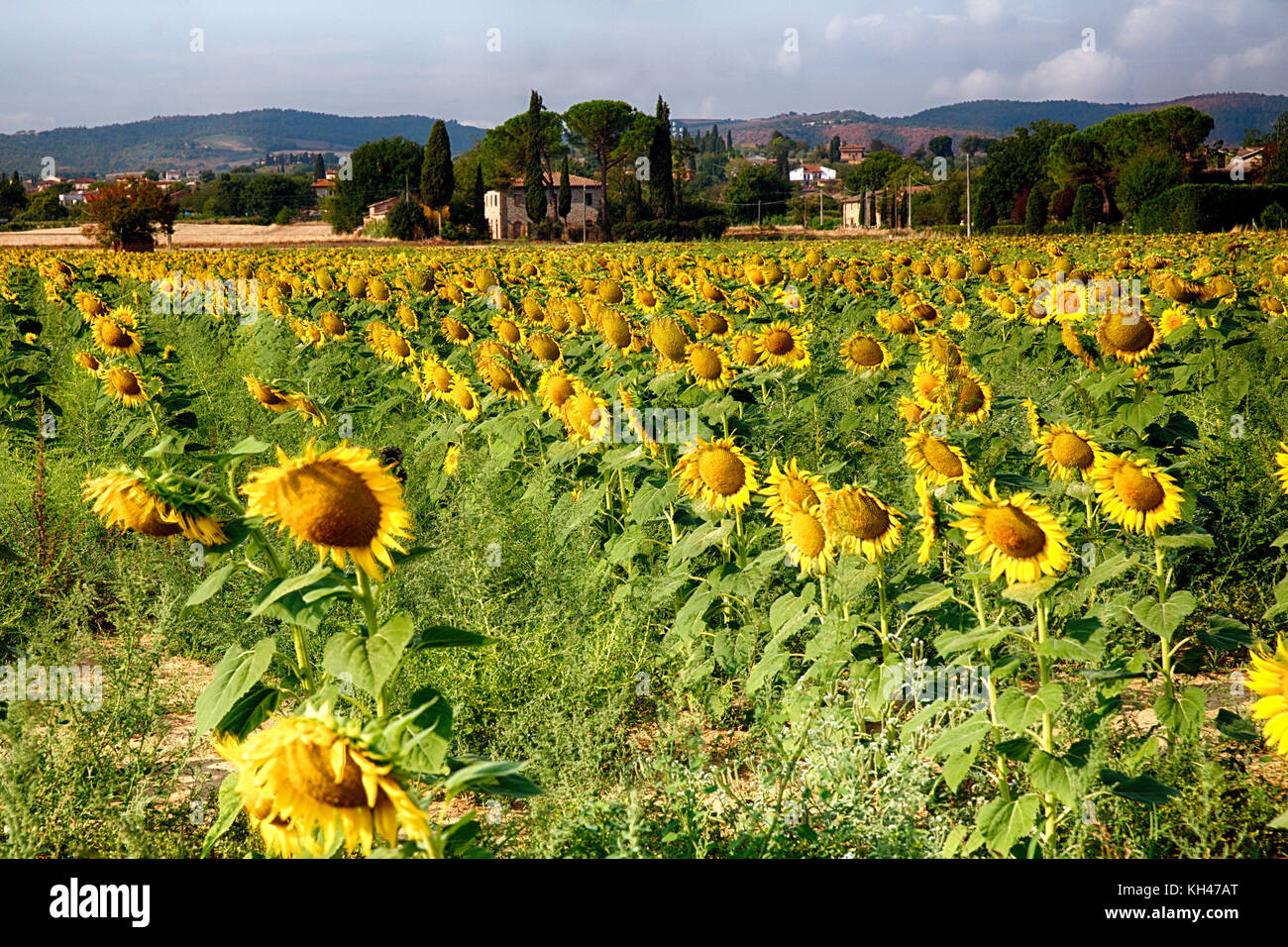 Sunflower field tuscany italy hi-res stock photography and images - Alamy