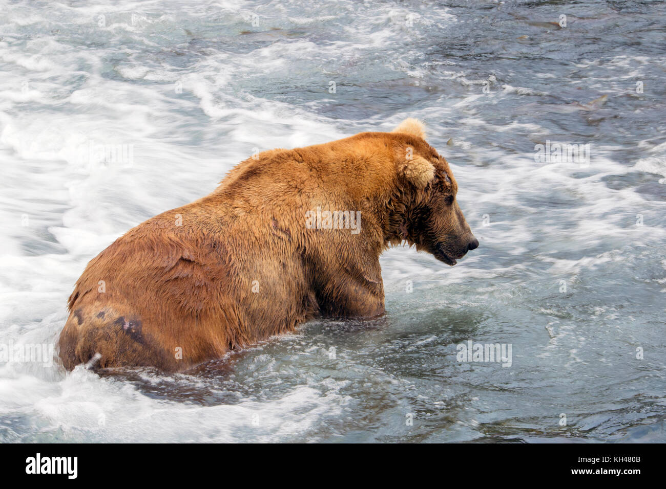 Alaskan brown bear fishing for salmon as it is standing in the middle of the river at Brooks Falls. Stock Photo