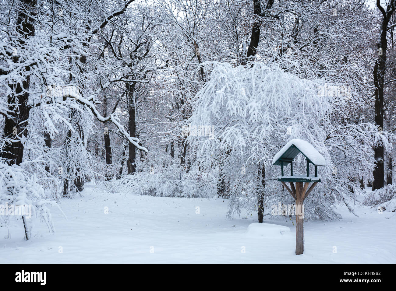 Beautiful winter snowy landscape in the park Stock Photo - Alamy